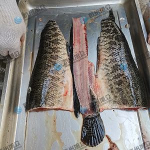 旭眾三枚開(kāi)片去中骨殺魚(yú)機殺黑魚(yú)草魚(yú)
