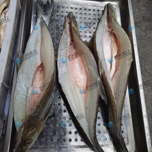 旭眾二枚開(kāi)片殺魚(yú)機，翹嘴魚(yú)開(kāi)背切片